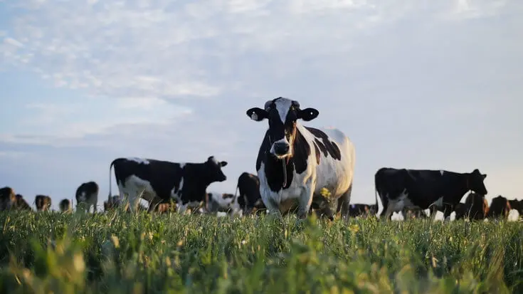 Создание собственного сельскохозяйственного комплекса